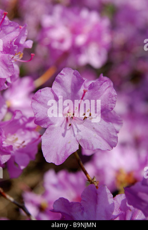 ein Rhododendron Augustinii in voller Blüte Stockfoto