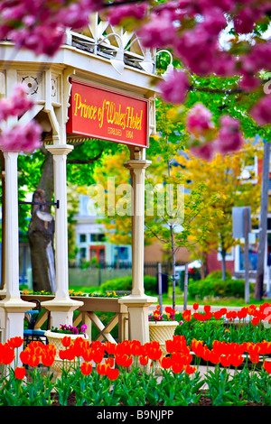 Tulpen, Tulipa, am Eingang zum Prince Of Wales Hotel (erbaut 1864) in der Stadt von Niagara-on-the-Lake, Ontario, Kanada. Stockfoto