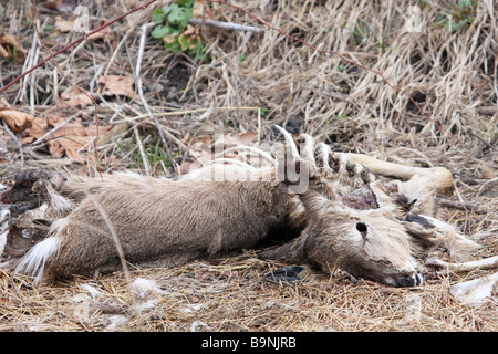 Tote White tailed Deer teilweise von Wildtieren gefressen Stockfoto