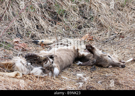 Tote White tailed Deer teilweise von Wildtieren gefressen Stockfoto