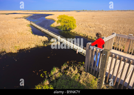 Turm am Marsh Boardwalk in Punkt Pelee Nationalpark Lake Erie Leamington Ontario Kanada Modell veröffentlicht Stockfoto