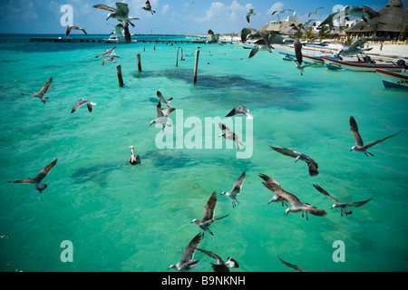 Mexiko Yucatan 2009 Puerto Morelos Seevögel in den Untiefen Stockfoto