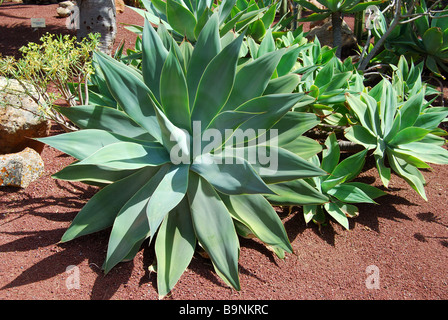 Aloe Vera Pflanze, Centro de Artesania Molino de Antigua, Antigua, Fuerteventura, Kanarische Inseln, Spanien Stockfoto