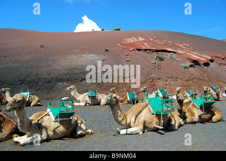 Kamel reitet, Nationalpark Timanfaya, Lanzarote, Kanarische Inseln, Spanien Stockfoto