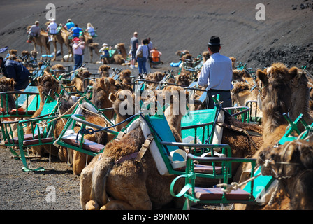 Kamel reitet, Nationalpark Timanfaya, Lanzarote, Kanarische Inseln, Spanien Stockfoto