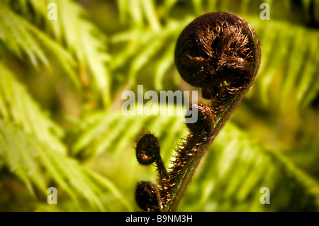 Eine keimhaft Farn Wedel genannt ein Koru in Maori als Symbol für neue Lebenskraft Wachstum und Frieden in Neuseeland Stockfoto