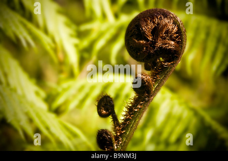 Eine keimhaft Farn Wedel genannt ein Koru in Maori als Symbol für neue Lebenskraft Wachstum und Frieden in Neuseeland Stockfoto