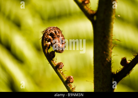 Eine keimhaft Farn Wedel genannt ein Koru in Maori als Symbol für neue Lebenskraft Wachstum und Frieden in Neuseeland Stockfoto