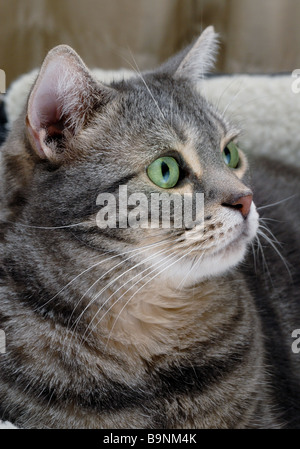 Eine Nahaufnahme von einem American Shorthair mit großen grünen Augen Katze im Profil Stockfoto