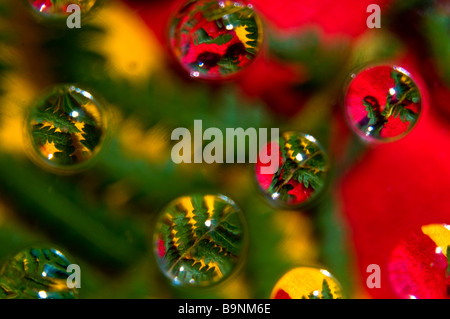 Ein Weihnachtsstern rot gegen blauen Himmel in Sydney Summber 2008 Stockfoto