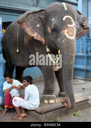 Indien Puducherry Pondicherry Tempel Elefant mit Halter Stockfoto