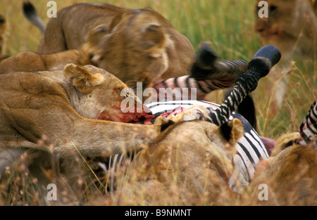 Löwinnen mit Zebra töten Masai Mara Kenia Stockfoto