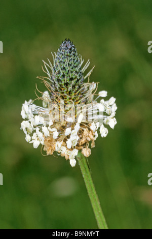 Englisch-Wegerich, Spitzwegerich (Plantago Lanceolata), Blüte. Heilpflanze verwendet für interne und externe Anwendungen Stockfoto