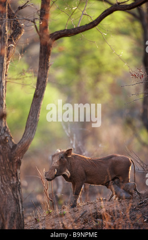 ein gemeinsamen Warzenschwein mit Fütterung Ferkel, Krüger Nationalpark, Südafrika Stockfoto
