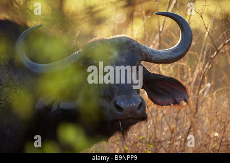 Afrikanischer Büffel in den Busch, Krüger Nationalpark, Südafrika Stockfoto