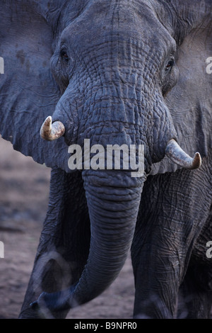 ein Elefant zu verspotten, aufladen, Krüger Nationalpark, Südafrika Stockfoto