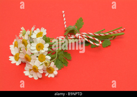 Blüten der Heilpflanze Mutterkraut Fieberkraut Mutterkraut Chrysanthemum Parthenium Tanacetum parthenium Stockfoto