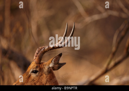 die Hörner von einem Stier Impala, Krüger Nationalpark, Südafrika Stockfoto