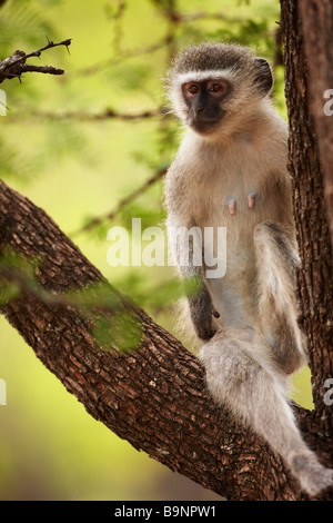 Vervet Affe auf einem Baum, Krüger Nationalpark, Südafrika Stockfoto