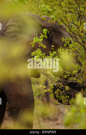 einen afrikanischen Elefanten füttern in den Busch, Krüger Nationalpark, Südafrika Stockfoto