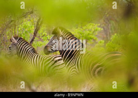 ein paar Zebra in den Busch, Krüger Nationalpark, Südafrika Stockfoto