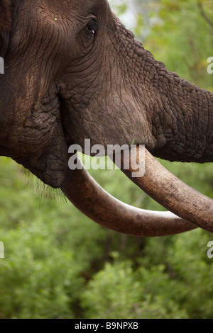 ein Detail von einem Elefanten Kopf und Stoßzähne, die Fütterung in den Busch, Krüger Nationalpark, Südafrika Stockfoto