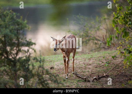 Nyala Ewe im Busch von einem Fluss, Kruger national Park, Südafrika Stockfoto