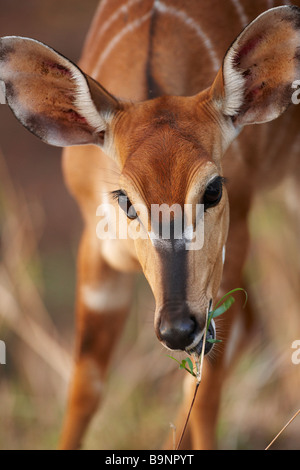 Nyala Ewe im Busch, Krüger Nationalpark, Südafrika Stockfoto