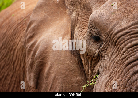 Nahaufnahme Detail des afrikanischen Elefanten im Busch, Krüger Nationalpark, Südafrika Stockfoto