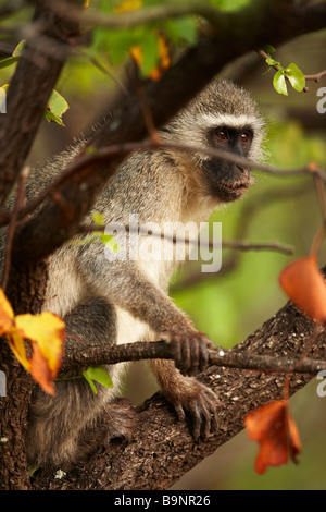 Vervet Affen in den Busch, Krüger Nationalpark, Südafrika Stockfoto