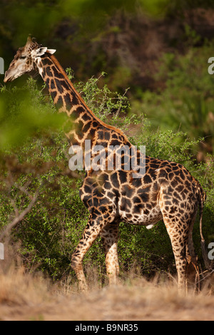 Giraffe im Busch, Krüger Nationalpark, Südafrika Stockfoto