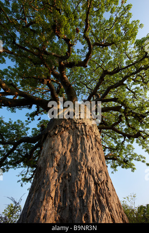 Boabab Baum, Krüger Nationalpark, Südafrika Stockfoto