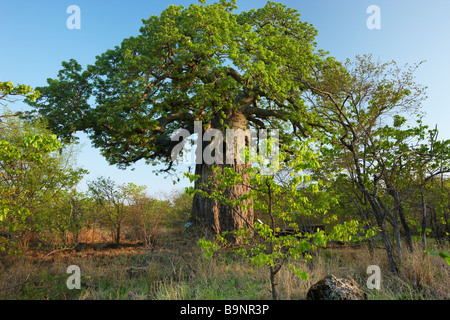 Boabab Baum, Krüger Nationalpark, Südafrika Stockfoto