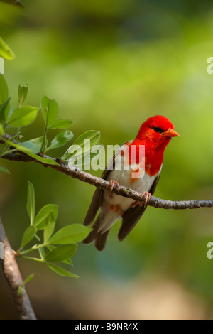 rote Leitung Webervogel, Krüger Nationalpark, Südafrika Stockfoto