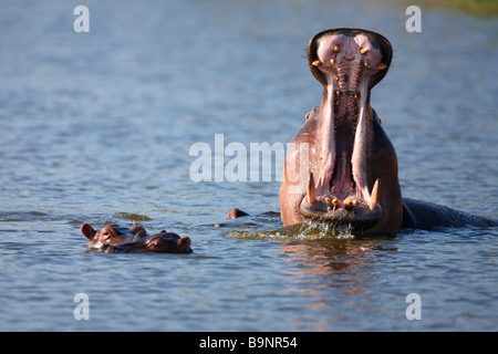 Nilpferd Gähnen in einem Fluss, Krüger Nationalpark, Südafrika Stockfoto