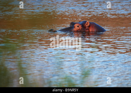 vorsichtig bei Nilpferd in einem Fluss, Krüger Nationalpark, Südafrika Stockfoto