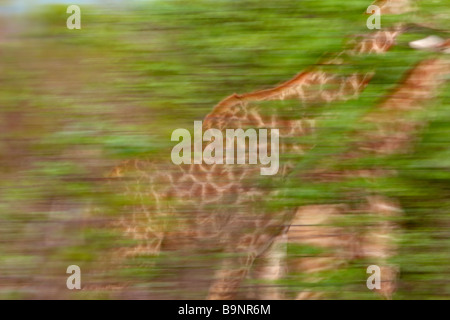 zwei Giraffen unterwegs im Busch, Krüger Nationalpark, Südafrika Stockfoto