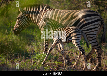 Burchells Zebra mit Fohlen in den Busch, Krüger Nationalpark, Südafrika Stockfoto