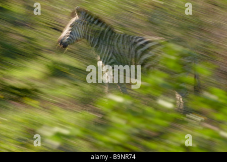 einsame Burchells Zebra unterwegs, Krüger Nationalpark, Südafrika Stockfoto