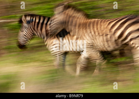 zwei Burchells Zebra unterwegs im Busch, Krüger Nationalpark, Südafrika Stockfoto