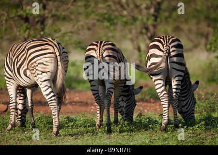 Rückansicht der drei Burchells Zebra Fütterung in den Busch, Krüger Nationalpark, Südafrika Stockfoto
