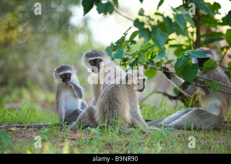 Familie von Vervet Affen in den Busch, Krüger Nationalpark, Südafrika Stockfoto