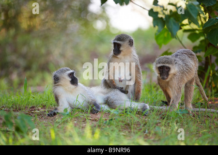 Familie von Vervet Affen in den Busch, Krüger Nationalpark, Südafrika Stockfoto