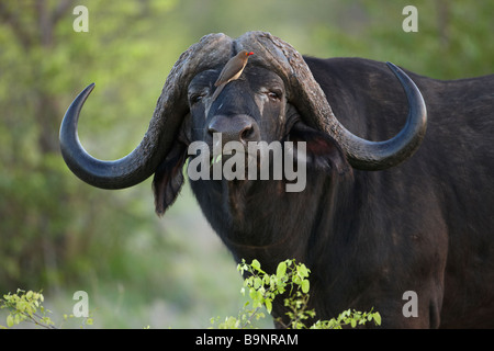 eine rote abgerechneten Oxpecker thront auf der Nase eines Büffels, Krüger Nationalpark, Südafrika Stockfoto