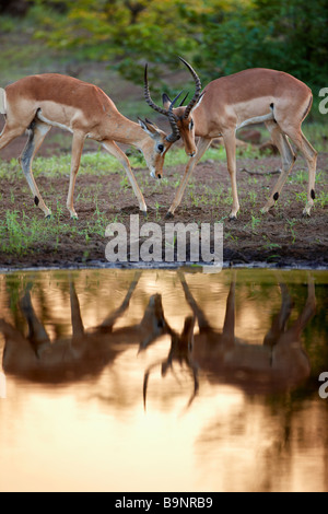 paar von männlichen Impala sparring spiegelt sich in Wasserloch, Natrional Krügerpark, Südafrika Stockfoto