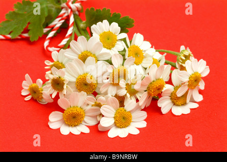 Blüten der Heilpflanze Mutterkraut Fieberkraut Mutterkraut Chrysanthemum Parthenium Tanacetum parthenium Stockfoto