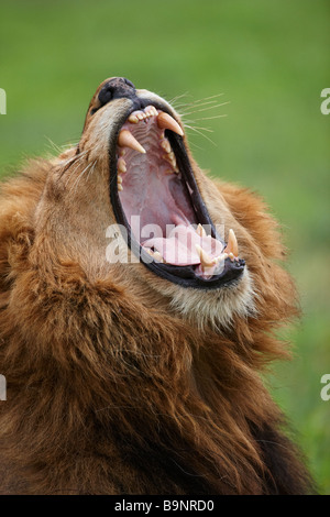 Kopf Detail eines Löwen Gähnen im Busch, Krüger Nationalpark, Südafrika Stockfoto