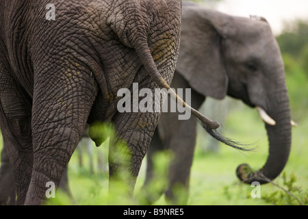 vorderen und hinteren Aspekt von zwei afrikanischen Elefanten im Busch, Krüger Nationalpark, Südafrika Stockfoto