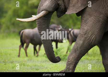 Detail des afrikanischen Elefanten Bein und Rumpf mit Gnus, Krüger Nationalpark, Südafrika Stockfoto