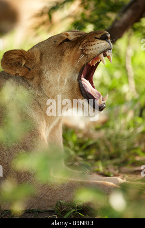 gähnende Löwin im Busch, Krüger Nationalpark, Südafrika Stockfoto
